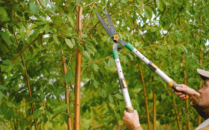 Tree trimming in Bridgewater, IA