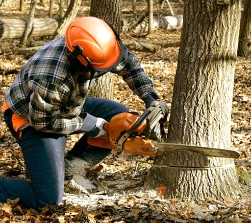 Tree Removal in Bridgewater, IA